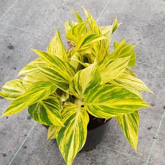 Gingembre coquille panaché 'Variegata' (Alpinia) — feuillage panaché vert et jaune en pot · Pot 2.5L