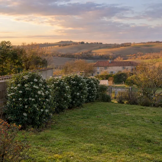 Viorne tin 'Le thoureil' (Viburnum tinus) — massif arbustif fleuri bordant une pelouse au coucher · Photo d'illustration