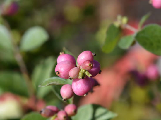 Symphorine 'Hancock'