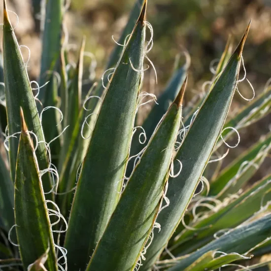 Résistant au sec (Yucca constricta) — feuilles rigides en rosettes avec fins filaments · Photo d'illustration