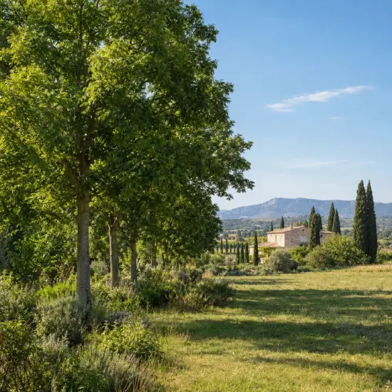 Noyer hybride 'Mj209 baccarat' (Juglans major) — allée d'arbres adultes bordant un champ provençal