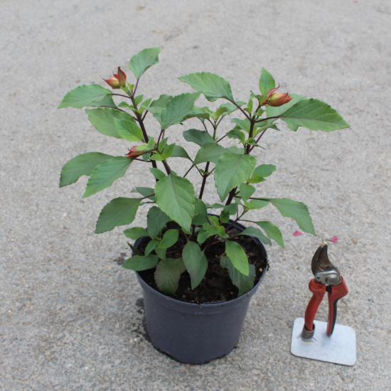 Sauge 'Ember's wish'