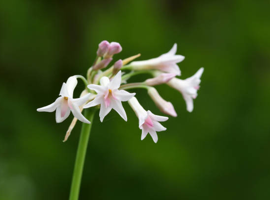 Ail d'Afrique à fleurs blanches
