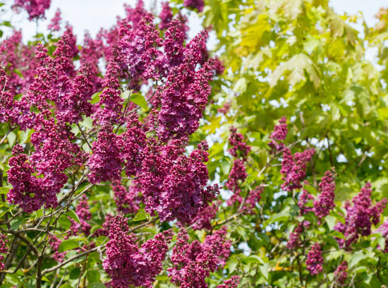 Lilas commun 'Charles joly rouge'
