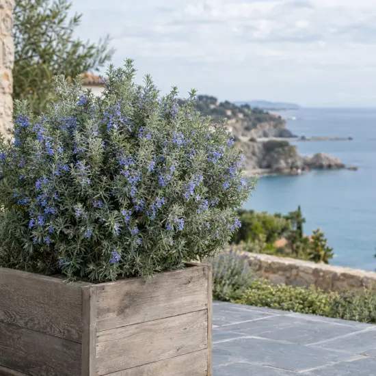 Westringia 'Bleu' (Westringia fruticosa) — arbuste dense fleuri dans grande jardinière en bois