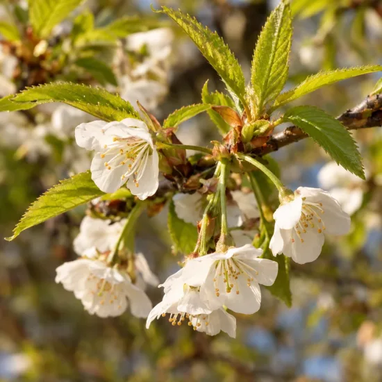 Cerisier du tibet (Prunus yedoensis) — grappes de petites fleurs blanches et feuillage · Photo d'illustration
