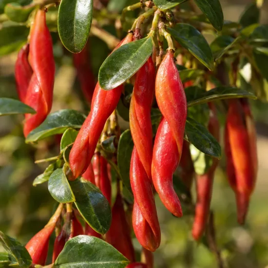 Faux-jasmin 'Et vanilla' (Trachelospermum chili) — fruits allongés rouges parmi un feuillage vert brillant · Photo d'illustration