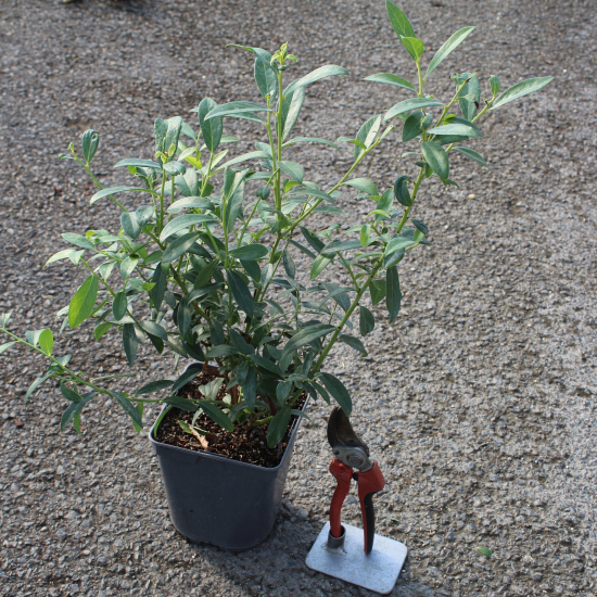 Myrtille arbustive 'Pink lemonade'