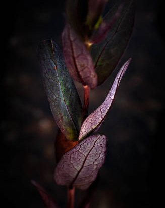 Lophomyrthus 'Magic dragon'
