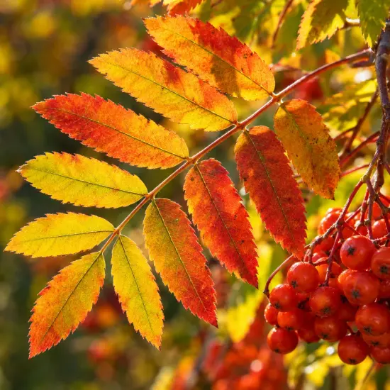 Sorbier des oiseleurs 'Edulis' (Sorbus aucuparia) — rameau de feuilles dégradées et grappes de fruits