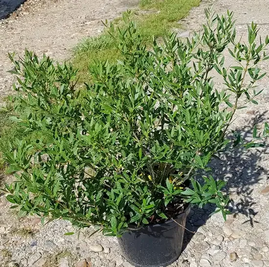 Filaire à feuilles étroites (Phillyrea angustifolia) — arbuste dense au feuillage vert en pot noir · Pot 8L