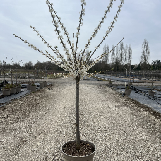 Prunier 'reine claude de bavay'