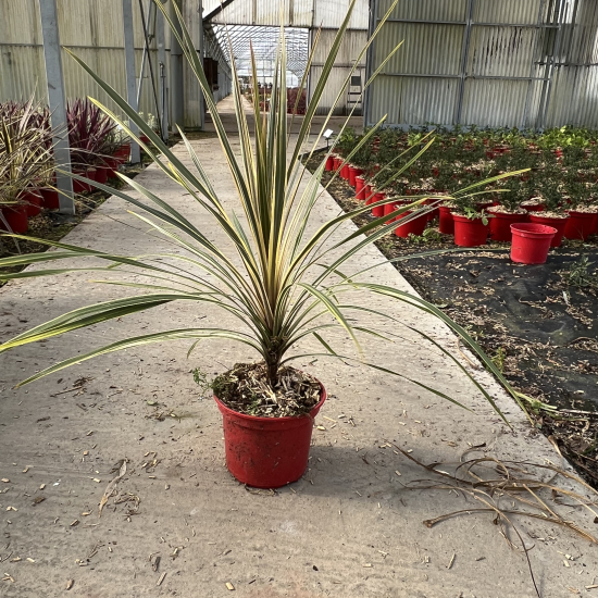 Faux-Dragonnier 'Torbay Dazzler'