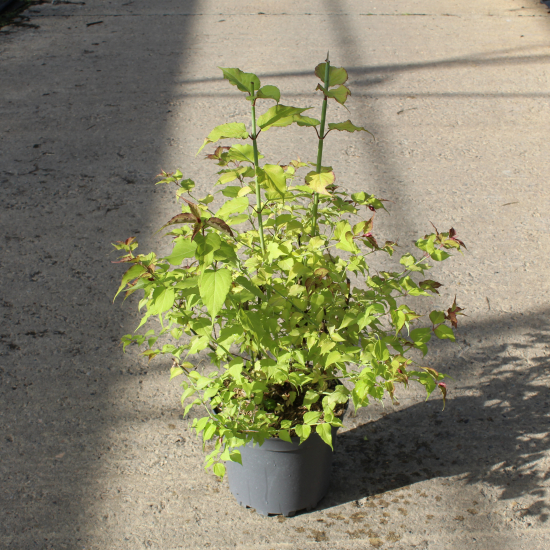 Arbre aux faisans 'Golden lanterns'