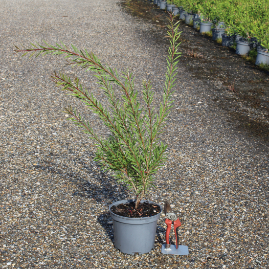 Rince-bouteille Violet