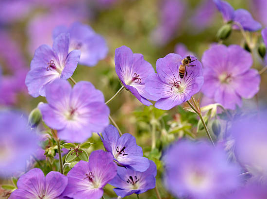 Géranium 'Rozanne'