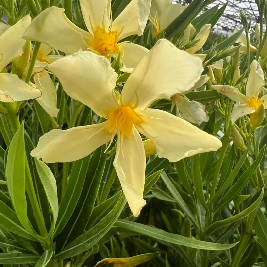 Laurier rose 'Marie Gambetta' (Nerium oleander) — grandes fleurs jaune pâle et feuillage lancéolé