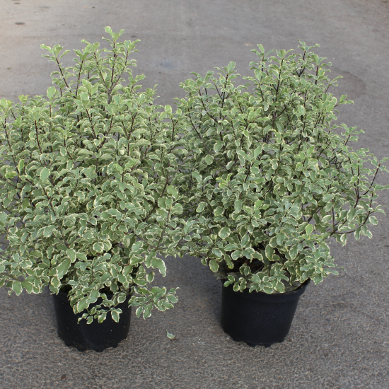 Pittospore 'Variegatum'