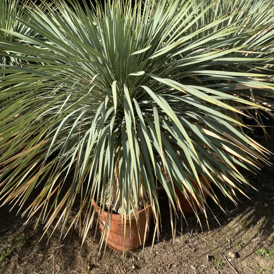 Yucca Rostrata