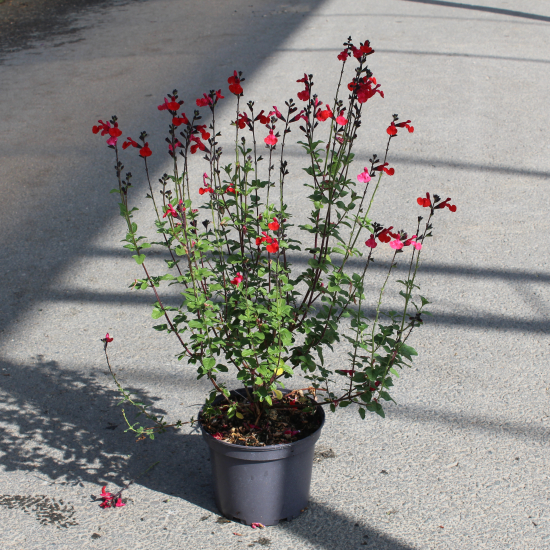 Sauge 'Royal bumble'