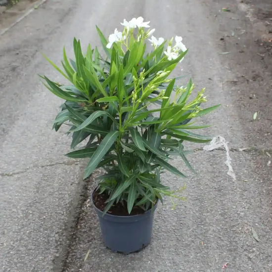 Laurier rose 'soeur Agnés' (Nerium olander) — arbuste vert en pot sur allée bétonnée · Pot 7.5L