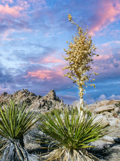 Dasylire à longues feuilles vertes, Nolina longifolia