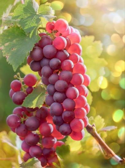 vigne 'Ruby'