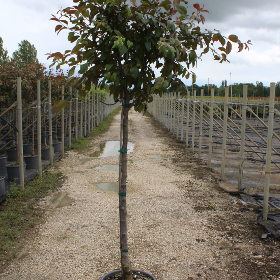 Pommier d'ornement 'Courtarou'