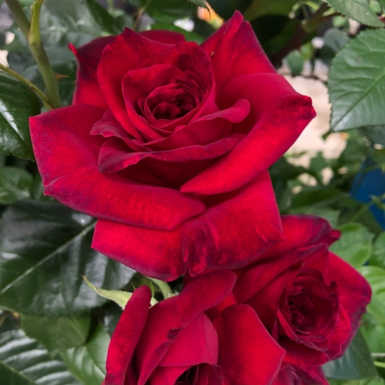 Rosier 'La rose monsieur'