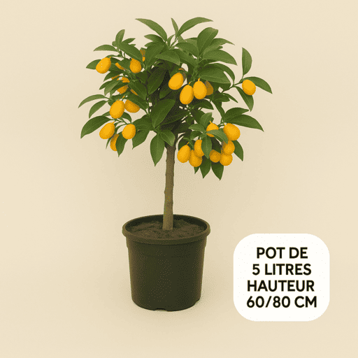Kumquat
