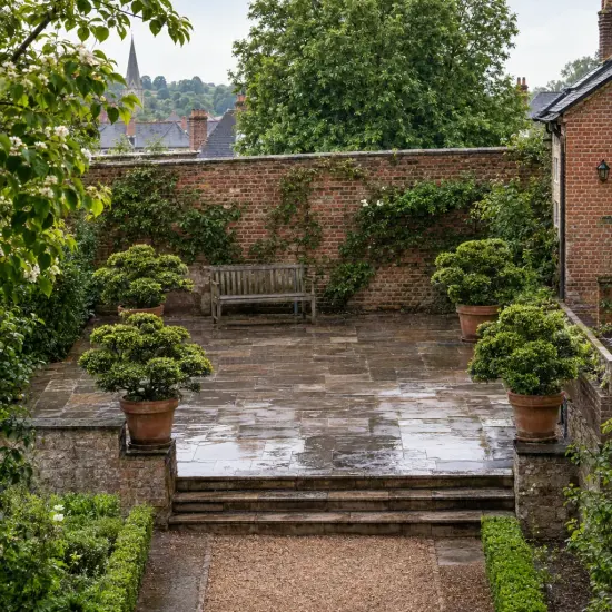Houx crénelé 'Kinme' (Ilex crenata) — terrasse pavée mouillée avec topiaires en pots