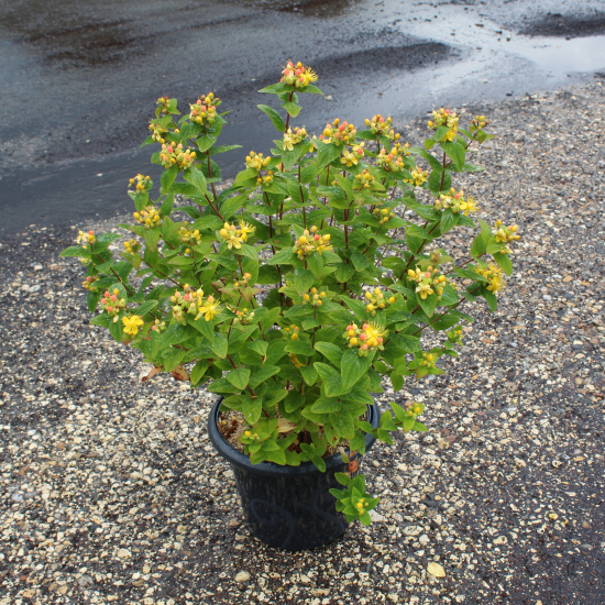 Millepertuis 'Magical beauty'