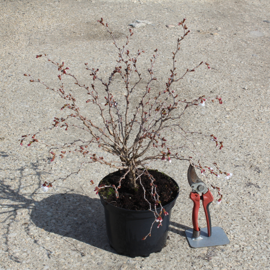 Cerisier à fleurs 'Kojou no mai'
