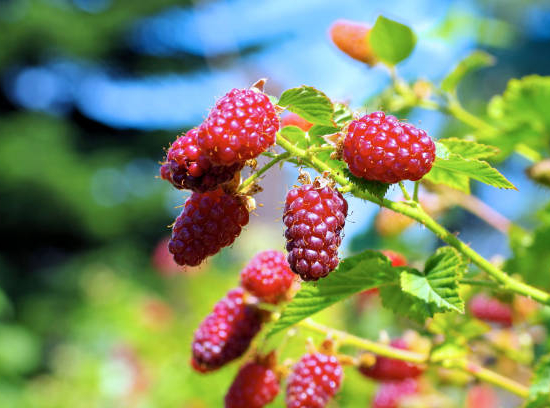 Mûre 'Medana tayberry'