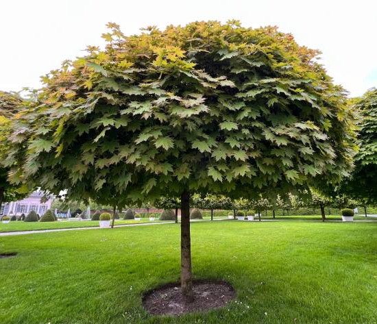 Érable plane 'Globosum '