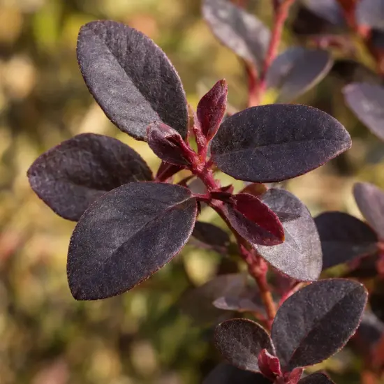 Loropétale de chine 'Rouge de la majorie' (Loropetalum chinensis) — gros plan sur jeunes feuilles ovales pourpres