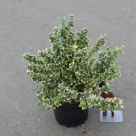 Fusain de fortune 'Emerald gaiety'