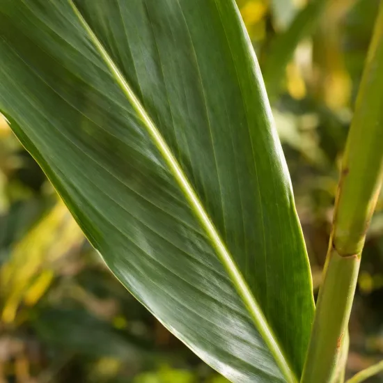 Gingembre ornemental (Hedychium gardnerianum) — gros plan sur longue feuille lancéolée verte · Photo d'illustration