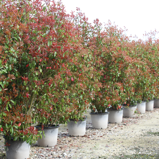 Photinia 'Red robin'