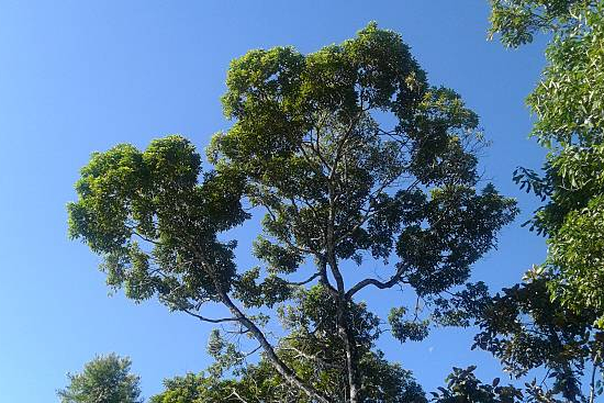 Micocoulier de provence