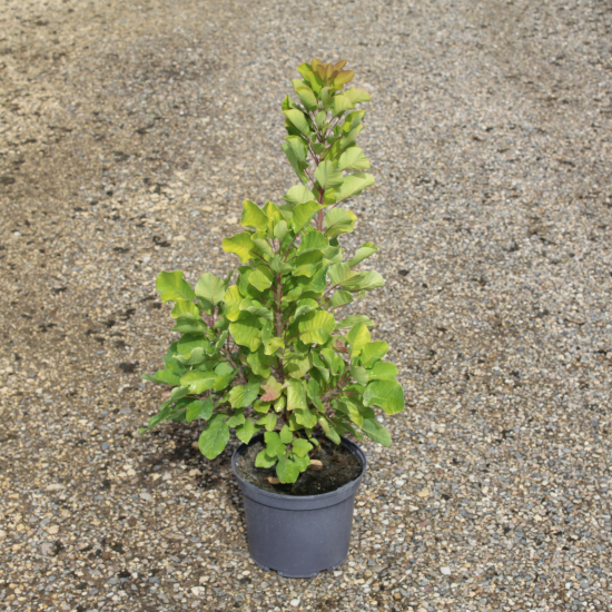 Arbre à perruque 'Lemon lady'