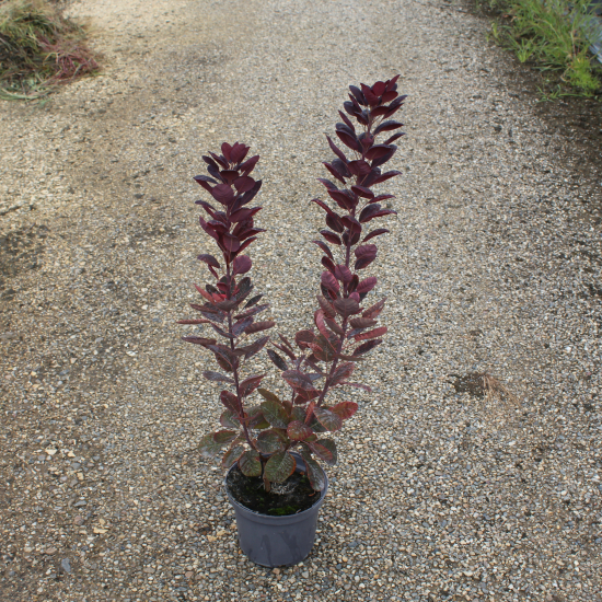 Arbre à perruque 'Royal purple'