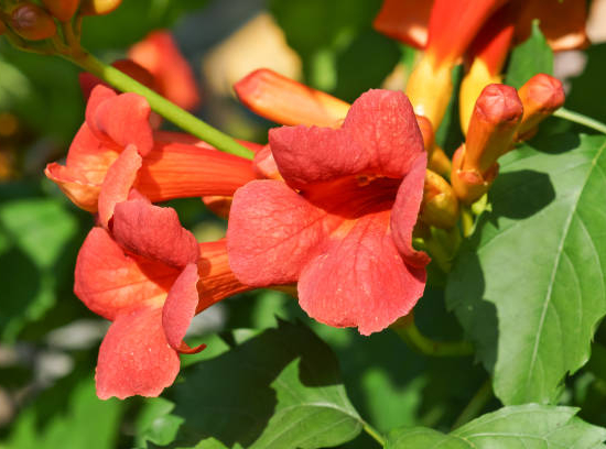 Bignone 'Indian summer'