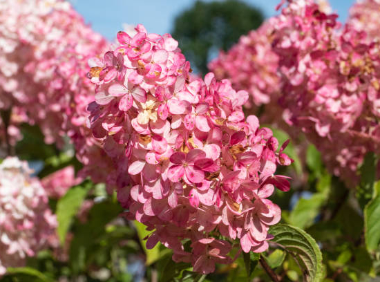 Hortensia paniculé 'Diamant rouge'