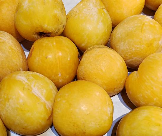 Prunier nain
