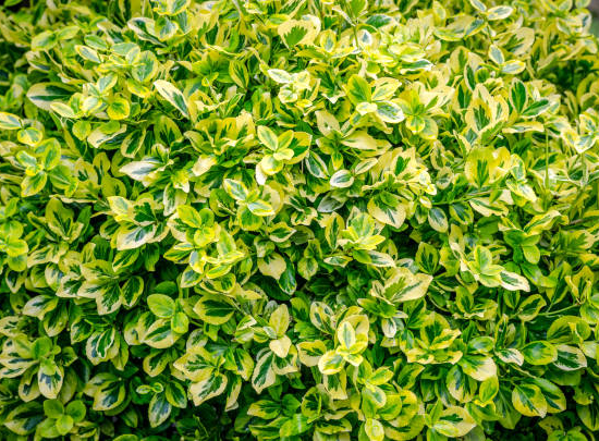 Fusain de fortune 'Emerald n gold'