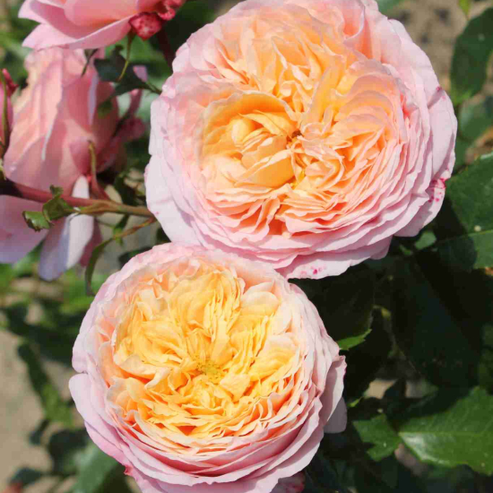 Rosier 'Domaine de chantilly '