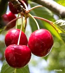 Cerisier 'Cherry baby'