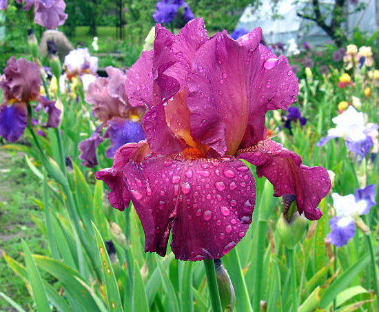 Iris d'allemagne 'Wine and roses'