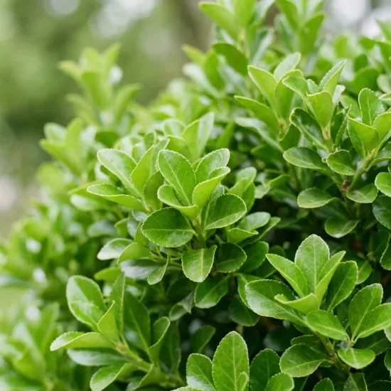 Fusain du japon 'Green millenium®'